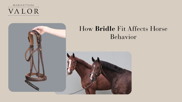 How Bridle Fit Affects Horse Behavior
