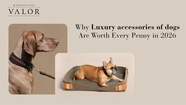 Why Luxury accessories of dogs Are Worth Every Penny in 2026