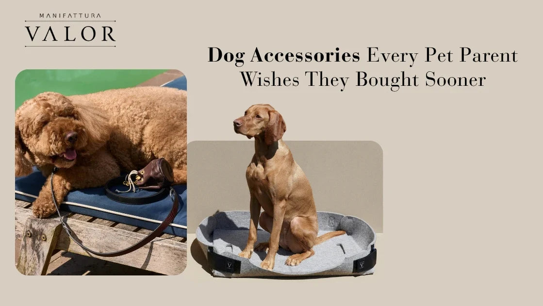 Dog Accessories Every Pet Parent Wishes They Bought Sooner