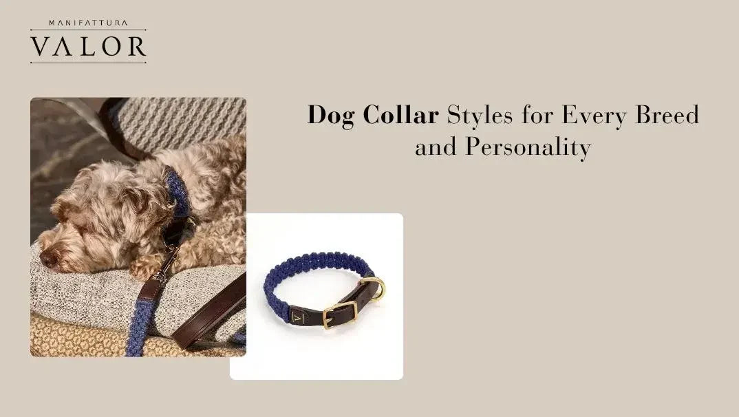 Dog Collar Styles for Every Breed and Personality