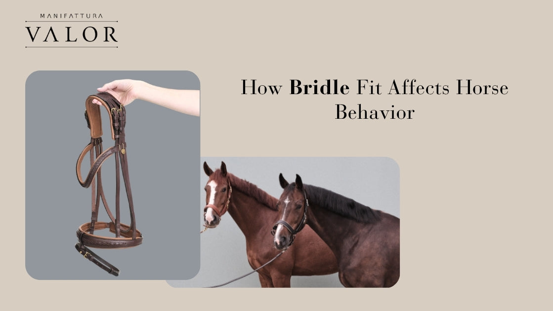 How Bridle Fit Affects Horse Behavior