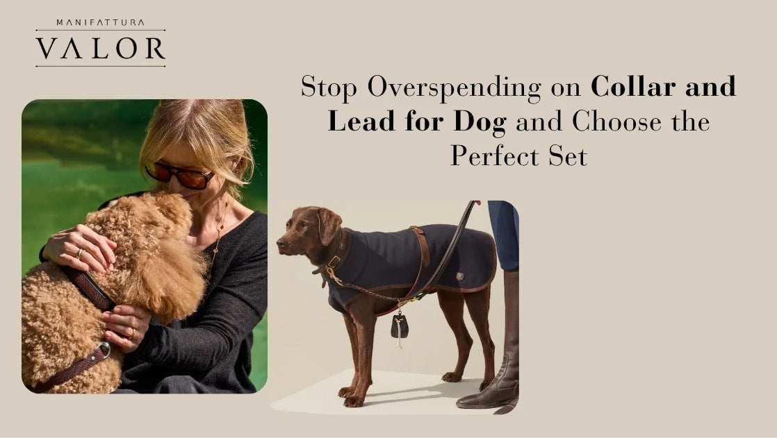 Stop Overspending on Collar and Lead for Dog and Choose the Perfect Set