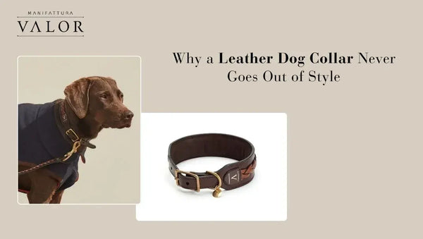 Why a Leather Dog Collar Never Goes Out of Style