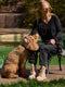 Woman in black outfit sitting poolside with apricot poodle on leather leash, wearing tan boots