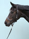 A dark brown horse wearing a black leather SALTO halter with silver-tone hardware, set against a light blue background.