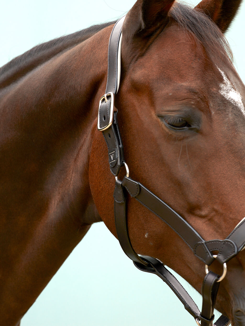 A close-up of a bay horse wearing a dark brown leather SALTO halter with a silver "V" logo emblem.