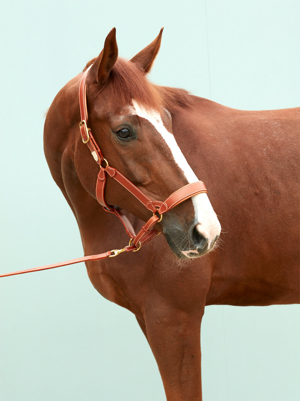 A chestnut horse with a white blaze wearing a cognac leather SALTO halter and matching lead with gold brass hardware.
