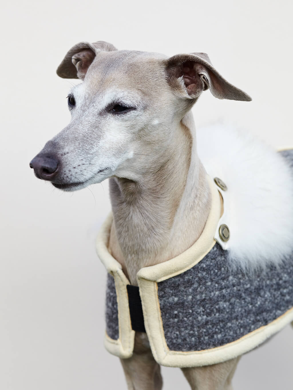 Personalised greyhound coats best sale