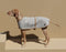 Full-body side profile of a Vizsla dog standing while wearing a Manifattura VALOR grey herringbone tweed wool dog coat with tan suede trim and an adjustable belly strap.