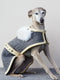 An Italian Greyhound sitting down while wearing a Manifattura VALOR KALTERN LUX dog coat made of grey hand-woven wool with cream leather trim and a white fur collar.