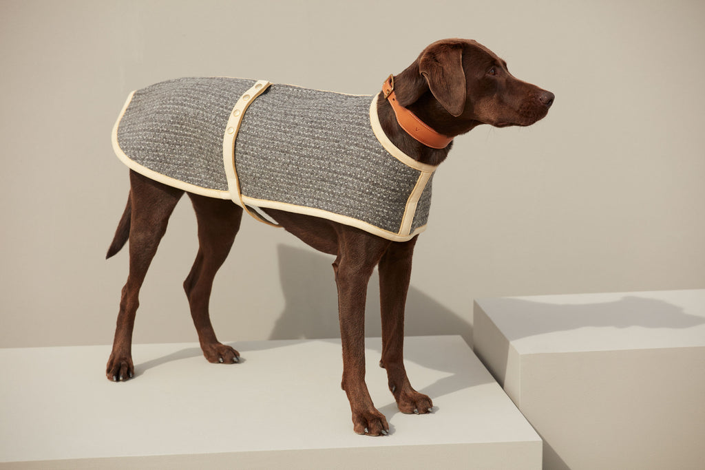 Full-body profile of a brown Labrador Retriever standing while wearing a Manifattura VALOR grey textured wool dog coat with cream leather trim and a tan leather collar.