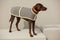 Full-body profile of a brown Labrador Retriever standing while wearing a Manifattura VALOR grey textured wool dog coat with cream leather trim and a tan leather collar.